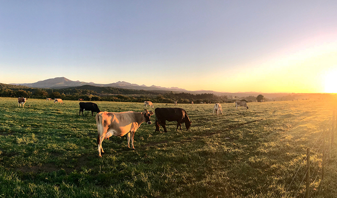 糧油食品電子商務平臺為精準扶貧推波助瀾
